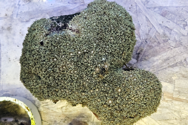 Flower Pot Coral
